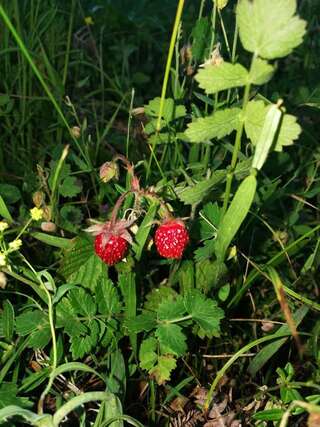 Загородные дома Eco Village Jasavic Плав-4